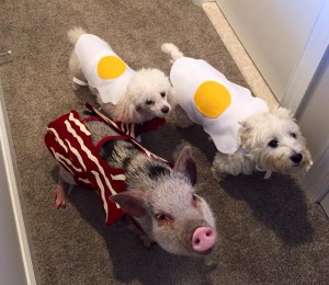 1 pig and 2 poppies in Halloween costumes 